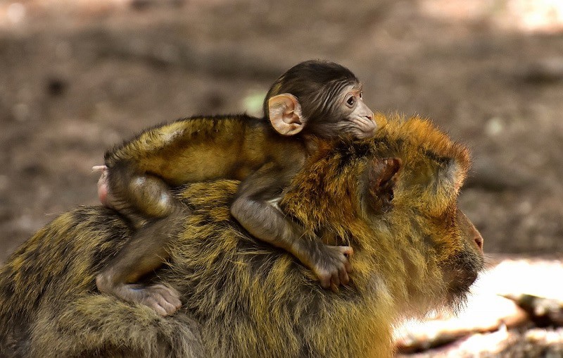 Moro reflex inherited from primates to prevent baby falling from her mother