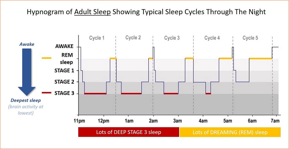 Adult sleep cycle chart 