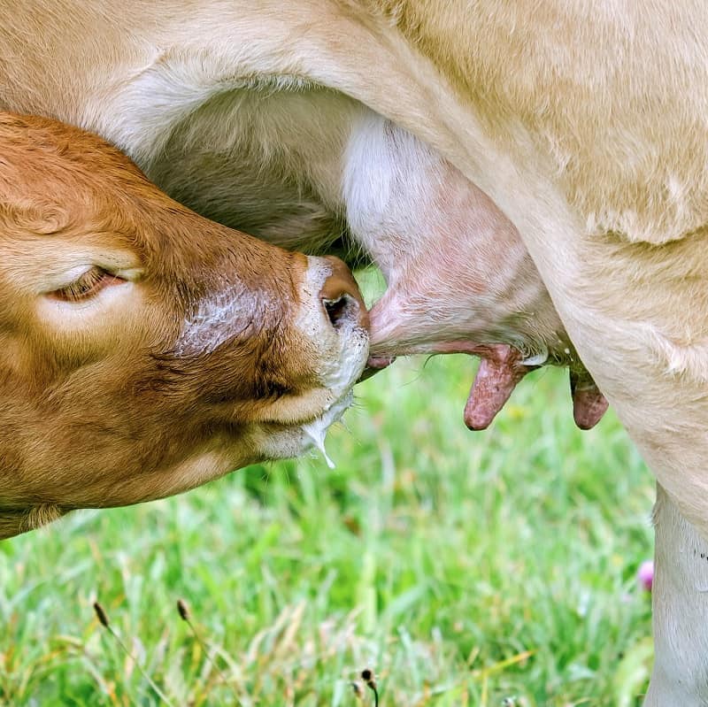 Calf drinking from mother