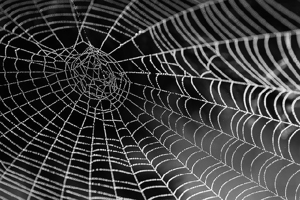 Teach your kids about spiders and spider webs before you start