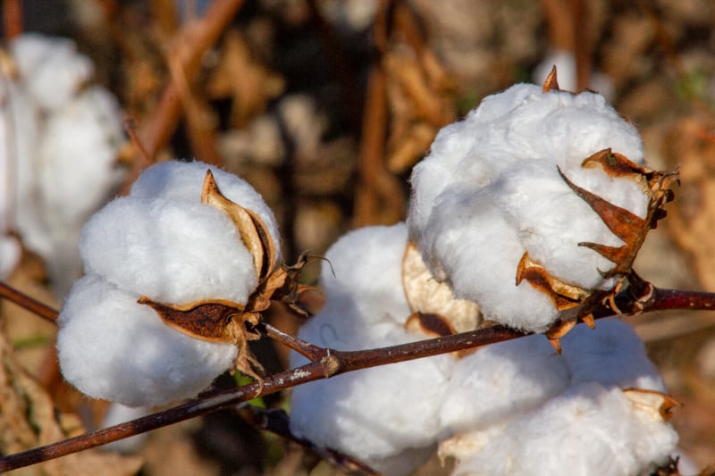 Cotton is a great option when choosing what baby should sleep in at night