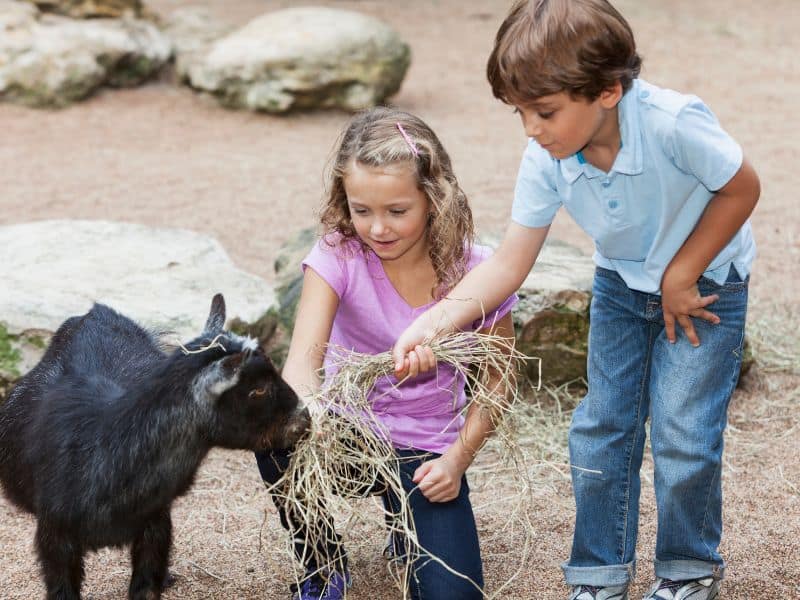 zoo farm is a great idea for a 4th birthday party