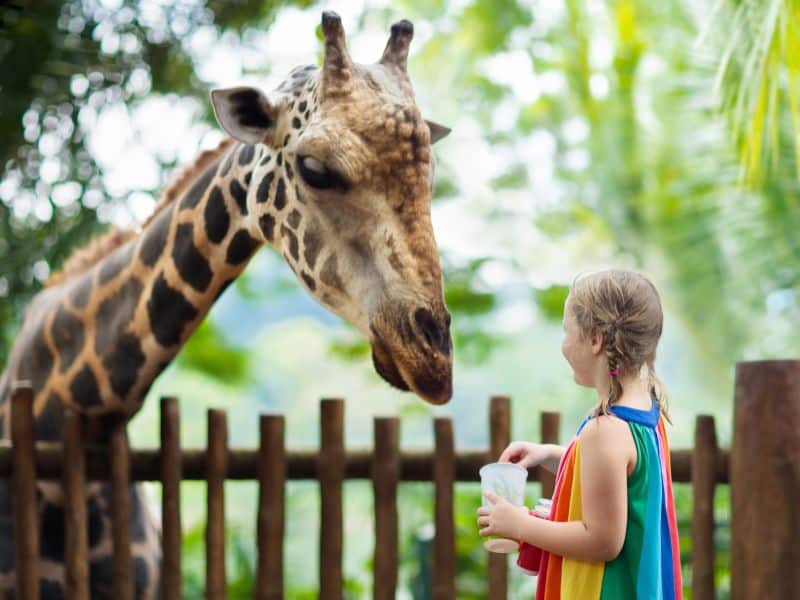 Zoo or Animal Park birthday party activity