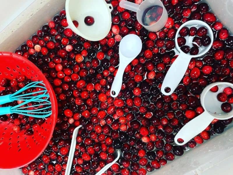 Cranberry Bog Sensory Bin